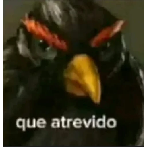 Sticker: Qué atrevido