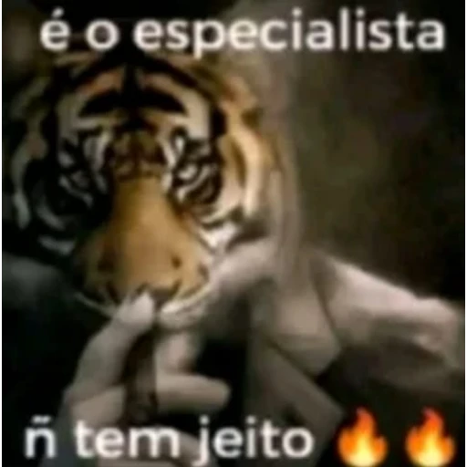 Figurinha: É o especialista
