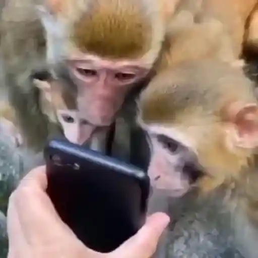 Figurinha: Macacos curiosos com celular