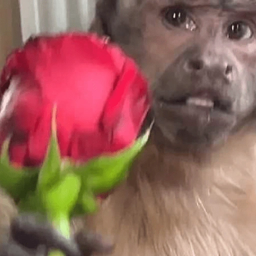 Figurinha: Macaco romântico com rosa