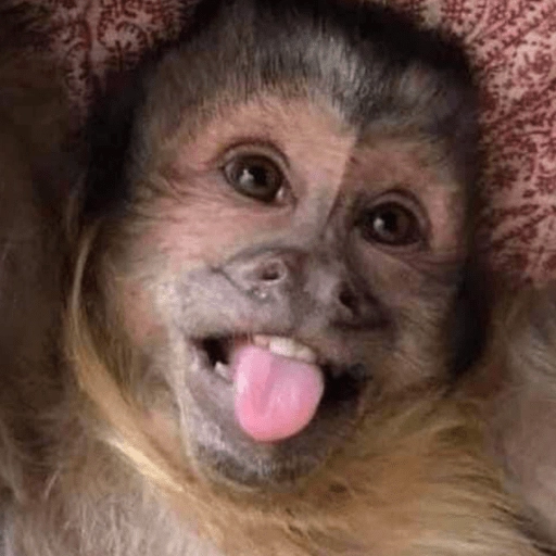 Figurinha: Macaco Engraçado