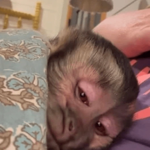 Figurinha: Macaco Sonolento
