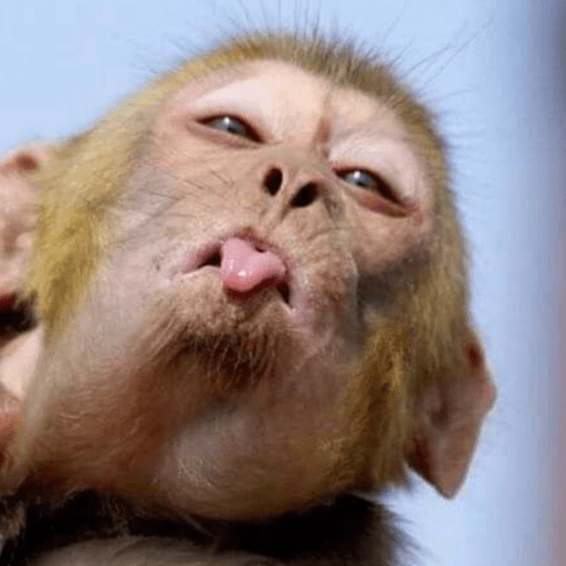 Figurinha: Macaco engraçado