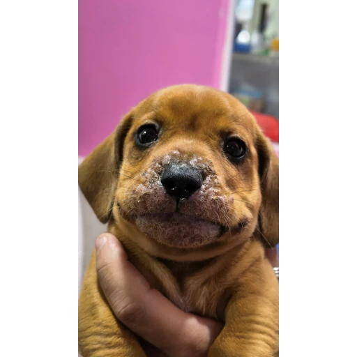 Figurinha: Filhote fofo
