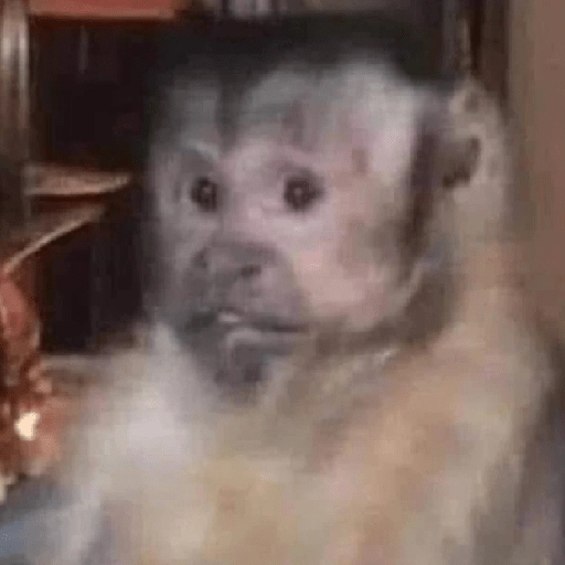 Figurinha: Macaco confuso