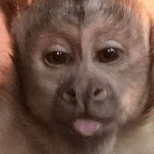 Figurinha: Macaco mostrando a língua