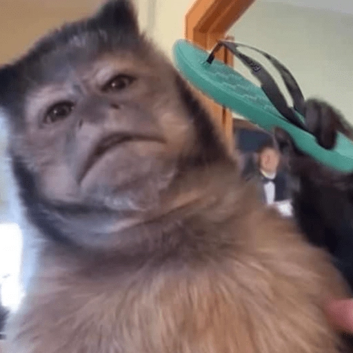 Figurinha: Macaco com chinelo