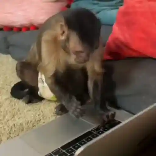 Figurinha: Macaco no computador