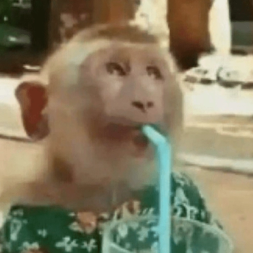 Figurinha: Macaco tomando suco