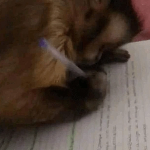 Figurinha: Macaco estudioso