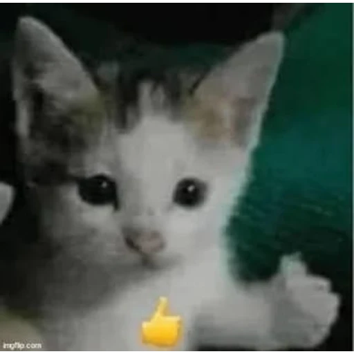 Figurinha: Gatinho com joinha
