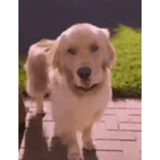 Figurinha: Cachorro Carinhoso