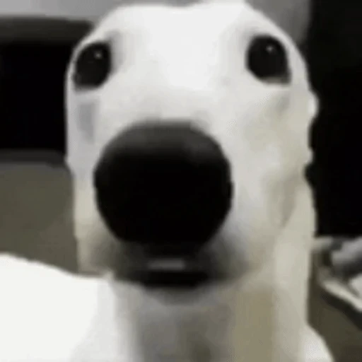 Sticker: Funny Dog