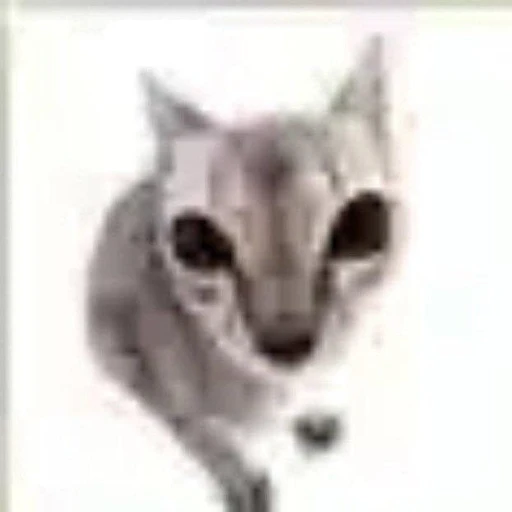 Figurinha: Gato com Olhos Gigantes