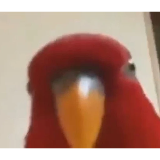 Figurinha: Papagaio encarando