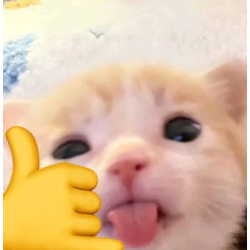 Figurinha: Gatinho hang loose