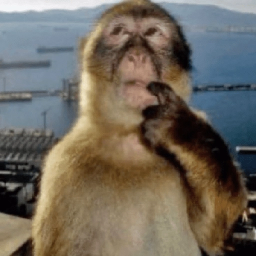 Figurinha: Macaco pensativo