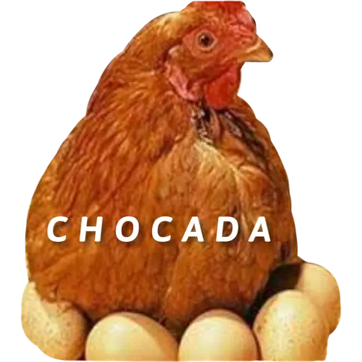Figurinha: Galinha chocando ovos