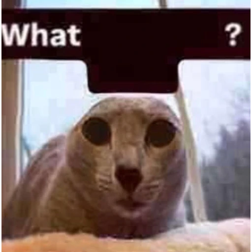 Figurinha: What?