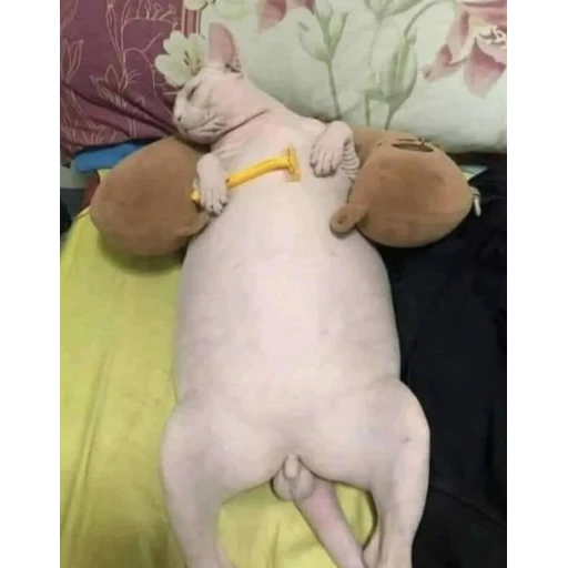 Figurinha: Gato esfinge dorminhoco