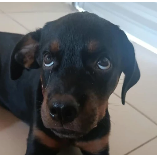 Sticker: Cachorro Rottweiler