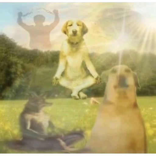 Figurinha: Cachorro Meditando