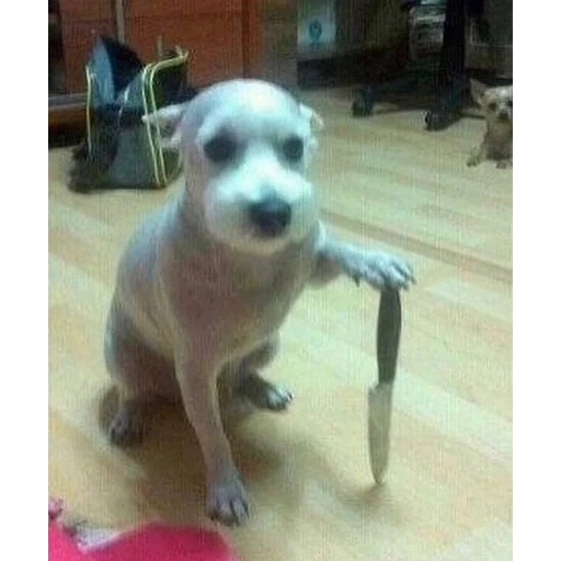 Figurinha: Cachorro com faca