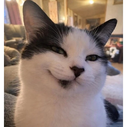 Figurinha: Gato sorridente
