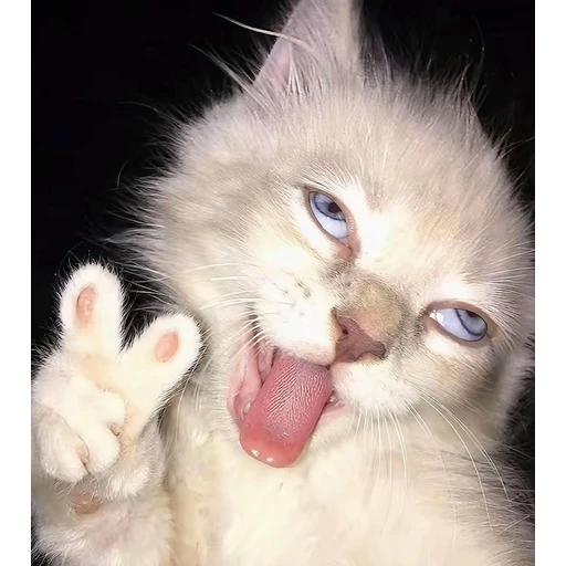 Sticker: Gatito gracioso