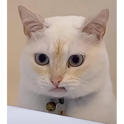 Figurinha: Gatinho surpreso
