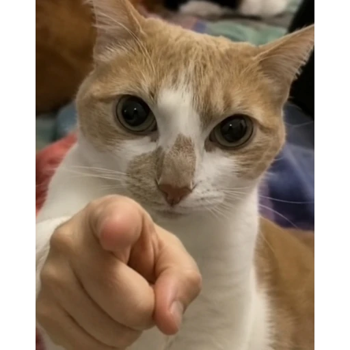 Figurinha: Gato apontando