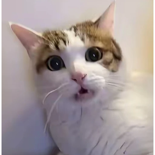 Figurinha: Gato Assustado