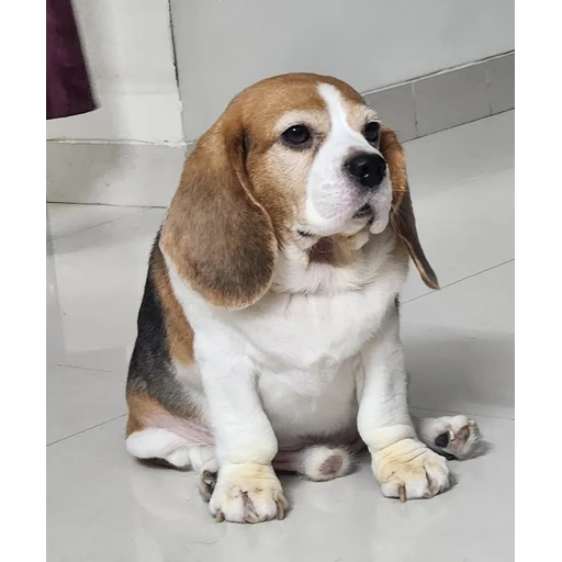 Figurinha: Cachorro Beagle Sentado