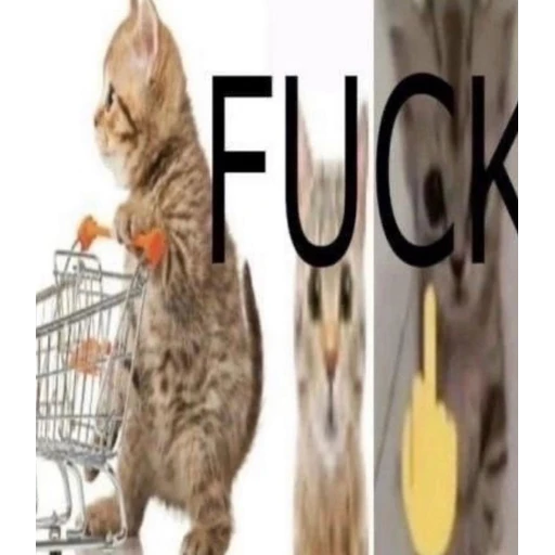 Figurinha: Gatinho Fuck