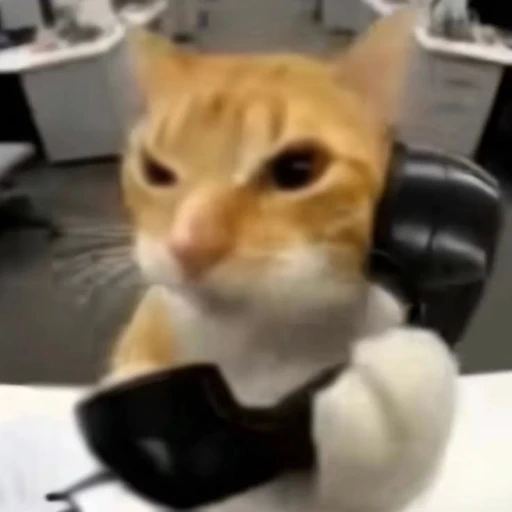 Figurinha: Gato no telefone