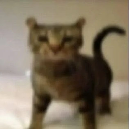Figurinha: Gato assustado