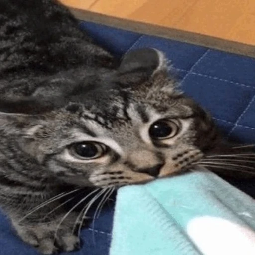 Figurinha: Gatinho fofo mordendo