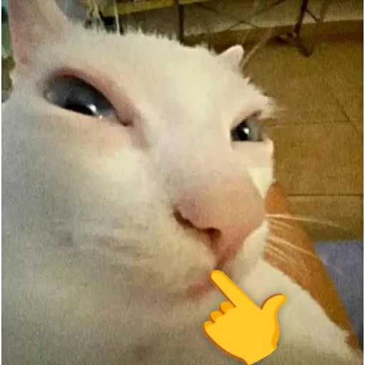 Sticker: Gato pensativo