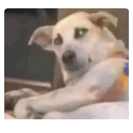 Figurinha: Cachorro desconfiado