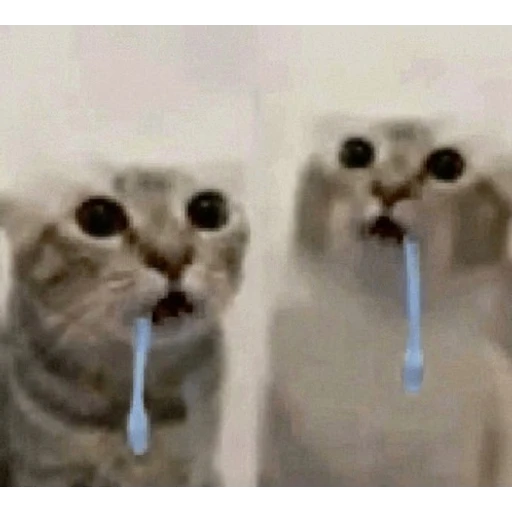 Figurinha: Gatos escovando os dentes
