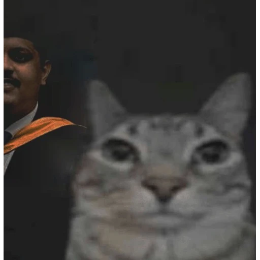 Figurinha: Gato Graduado
