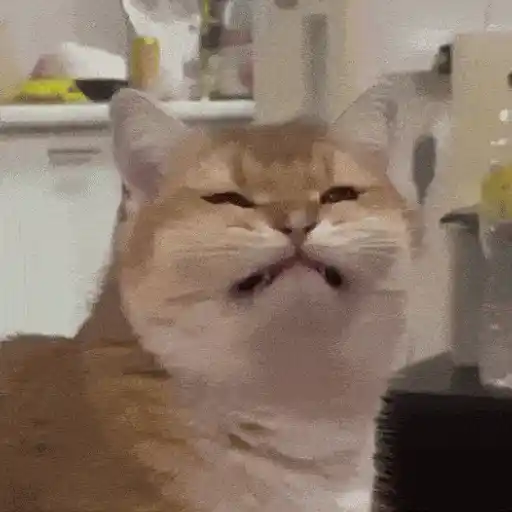 Figurinha: Gato com careta engraçada