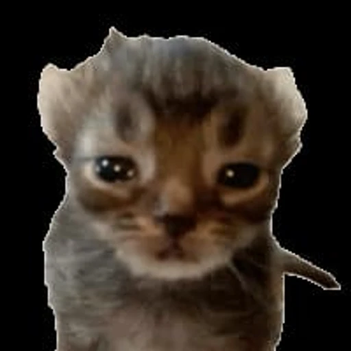Figurinha: Gatinho Triste