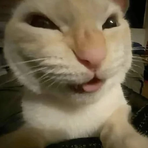 Figurinha: Gato com língua de fora