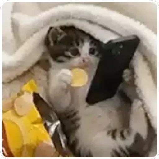 Figurinha: Gatinho comendo salgadinho