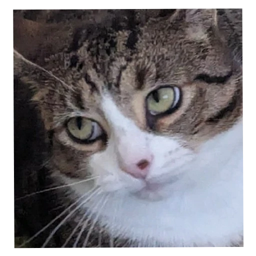Figurinha: Gato triste