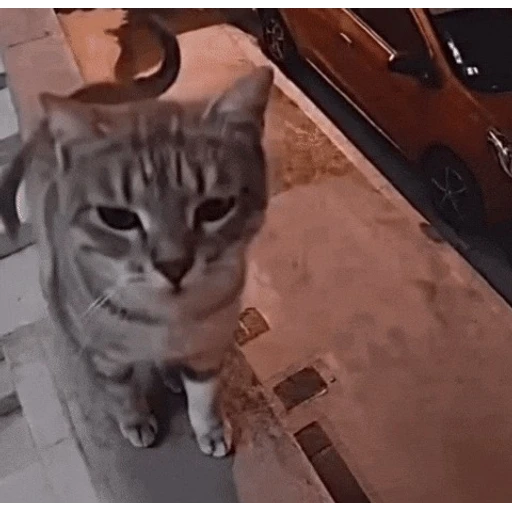 Figurinha: Gatinho