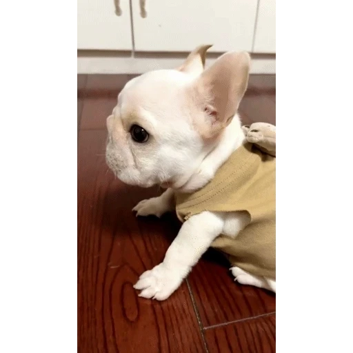 Sticker: Curious French Bulldog