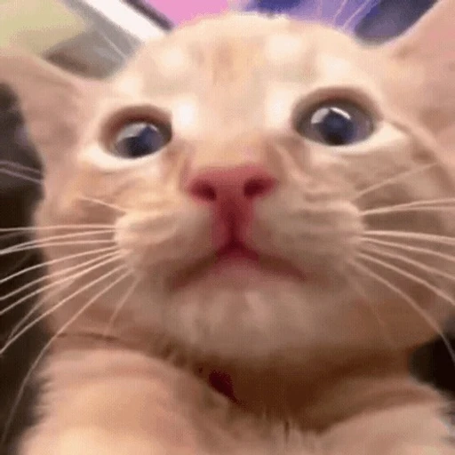 Figurinha: Gatinho Confuso