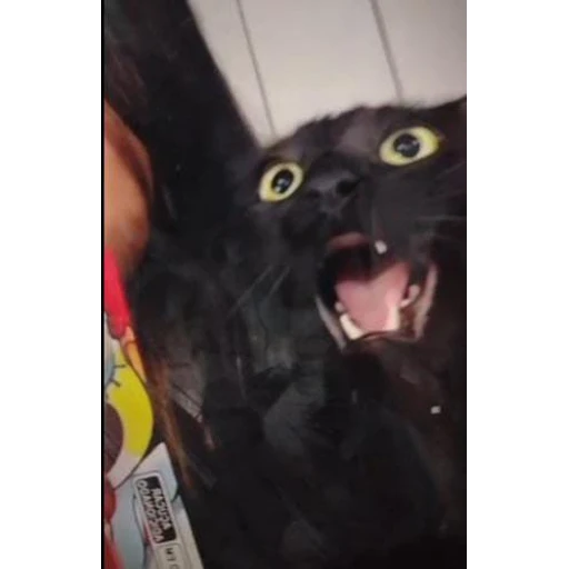 Sticker: Scared cat